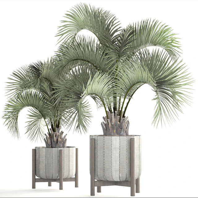 Collection of plants 165. Butia capitata, Butia, palm tree, concrete pot, flowerpot, indoor, interior, decorative, outdoor — Descargar