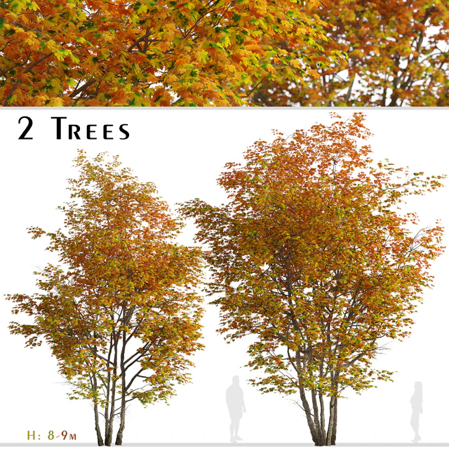 Set of Silver maple Tree (Creek maple) (2 Trees) — Descargar