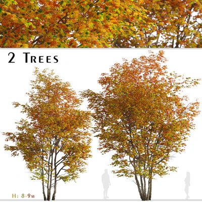 Set of Silver maple Tree (Creek maple) (2 Trees) — Ver 1