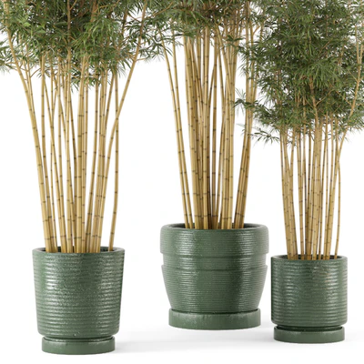 Indoor Plants Bamboo Set in rusty Concrete Pots - Set 108 — Ver 5