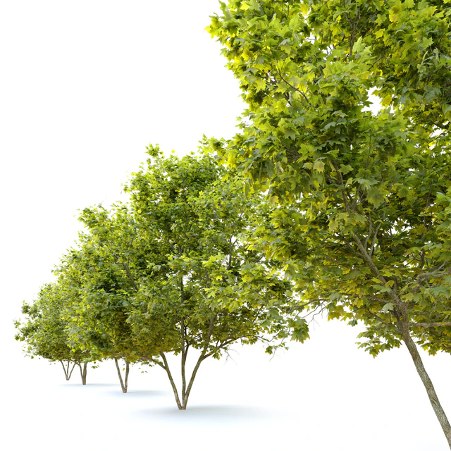 Acer platanoides (Norway maple) — Descargar