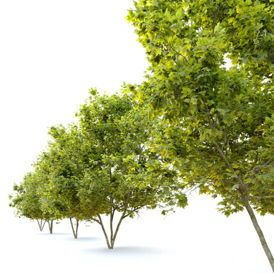 Acer platanoides (Norway maple) — Ver 4