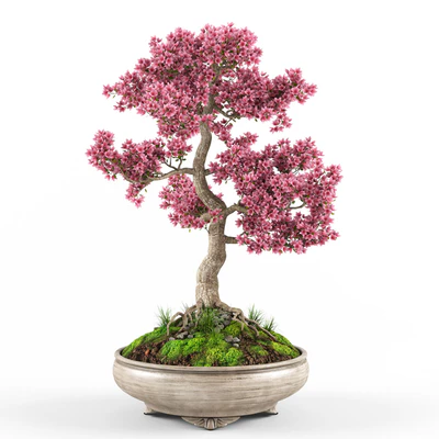 Sakura Bonsai tree — Вид 3