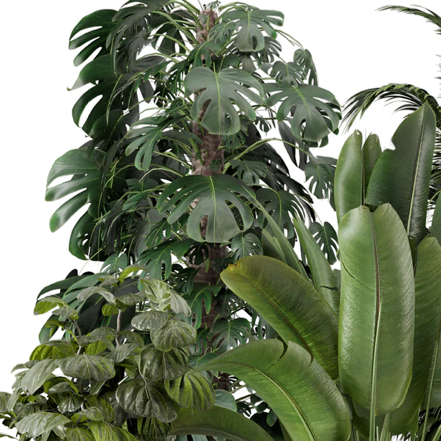 Indoor Planters in Cecilia Ficonstone Pot - Set 969 — Descargar