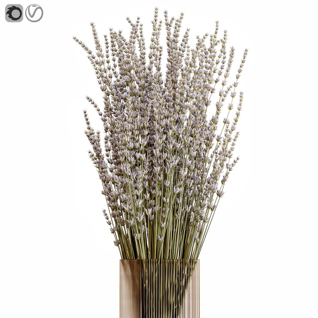Dry flowers 5 lavender — Скачать