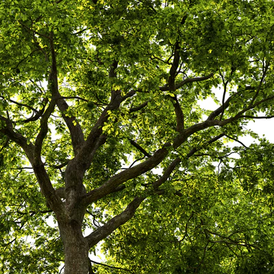 Ulmus — Вид 2