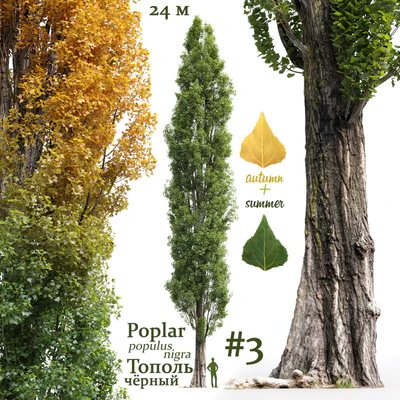 Тополь черный / Poplar / Populus nigra #3 — Вид 1
