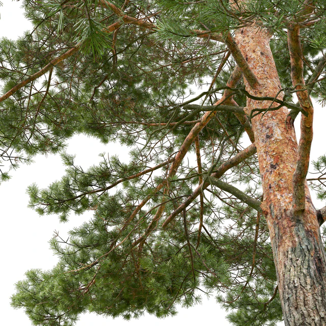 Pine — Descargar