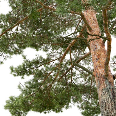 Pine — Ver 3