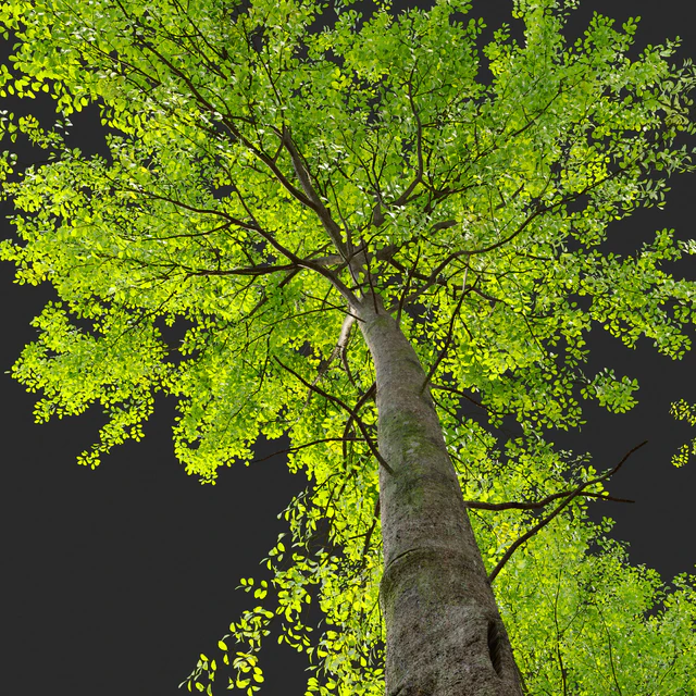 European beech — Скачать