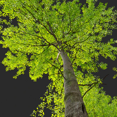 European beech — Вид 2