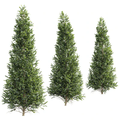 New Tree High detail Carpinus Betulus Tall — Ver 2