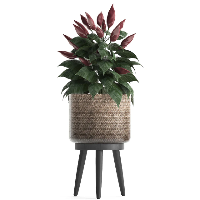 Plant Collection 424. Kitchen garden, basket, rattan, herbs, pepper, chili, vegetables, eco design, kitchen garden, nature decor — Descargar
