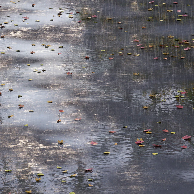 Autumn road with leaves and puddles — Descargar