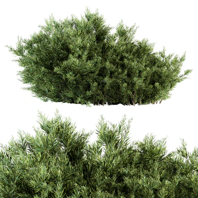Needle Leaf Bush - Bush Set 26 — Ver 1