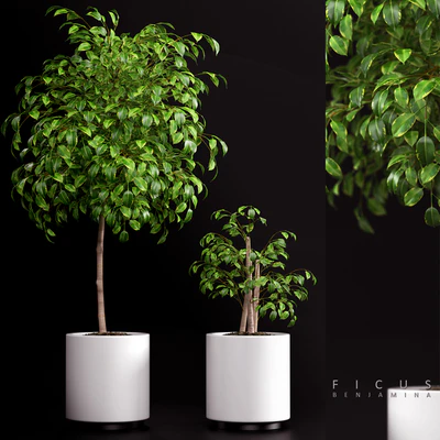 PLANTS 70 — Вид 1