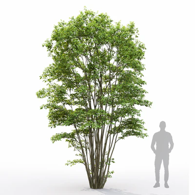 Amelanchier #5 — Вид 3