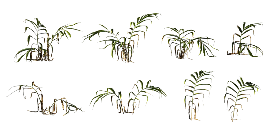 ginger plant 001 — Скачать