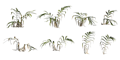 ginger plant 001 — Скачать