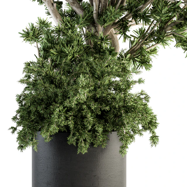 Outdoor Plants tree in Concrete Pot - Set 130 — Скачать