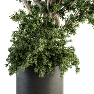 Outdoor Plants tree in Concrete Pot - Set 130 — Вид 3