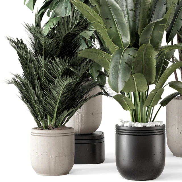 Indoor Plants  in rusty Concrete Pot - Set 1331 — Скачать