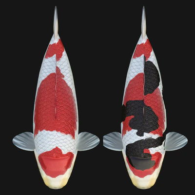 crap koi fish (riged) — Вид 4