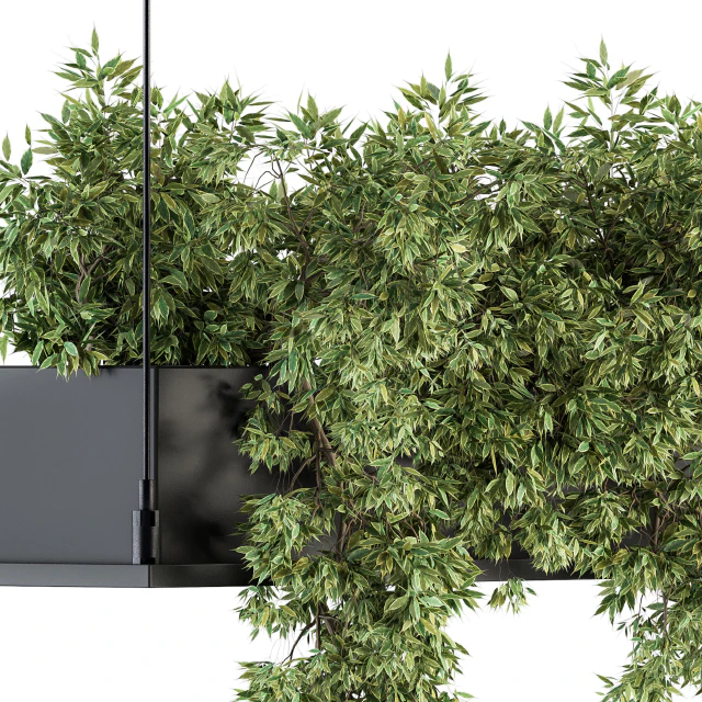 indoor Plant Set 217 - Hanging Plant  Box — Скачать