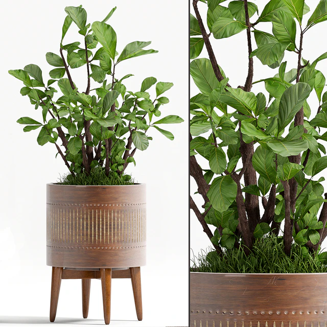 PLANT - 71 — Descargar