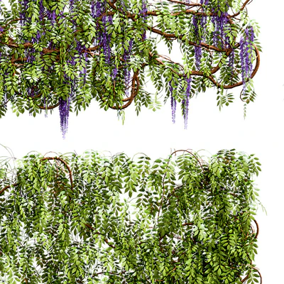 Wisteria, wisteria plant — Ver 3