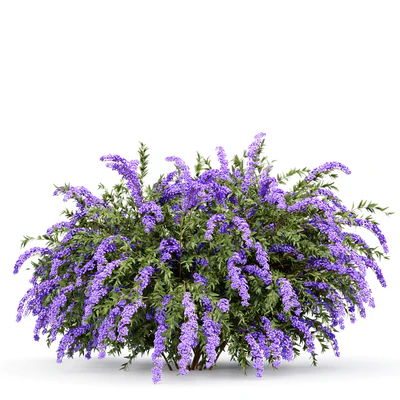 Spiraea cinerea 3 Material Grefsheim flowering shrub — Вид 4