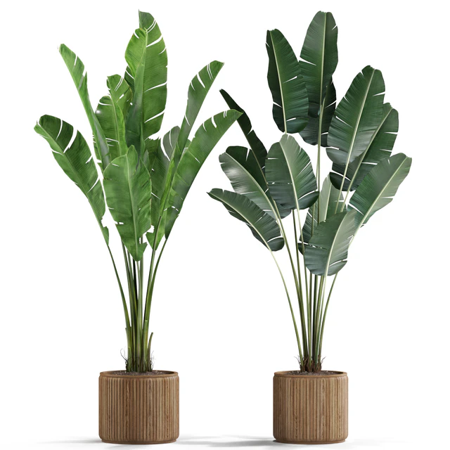 Plants collection 539 — Скачать