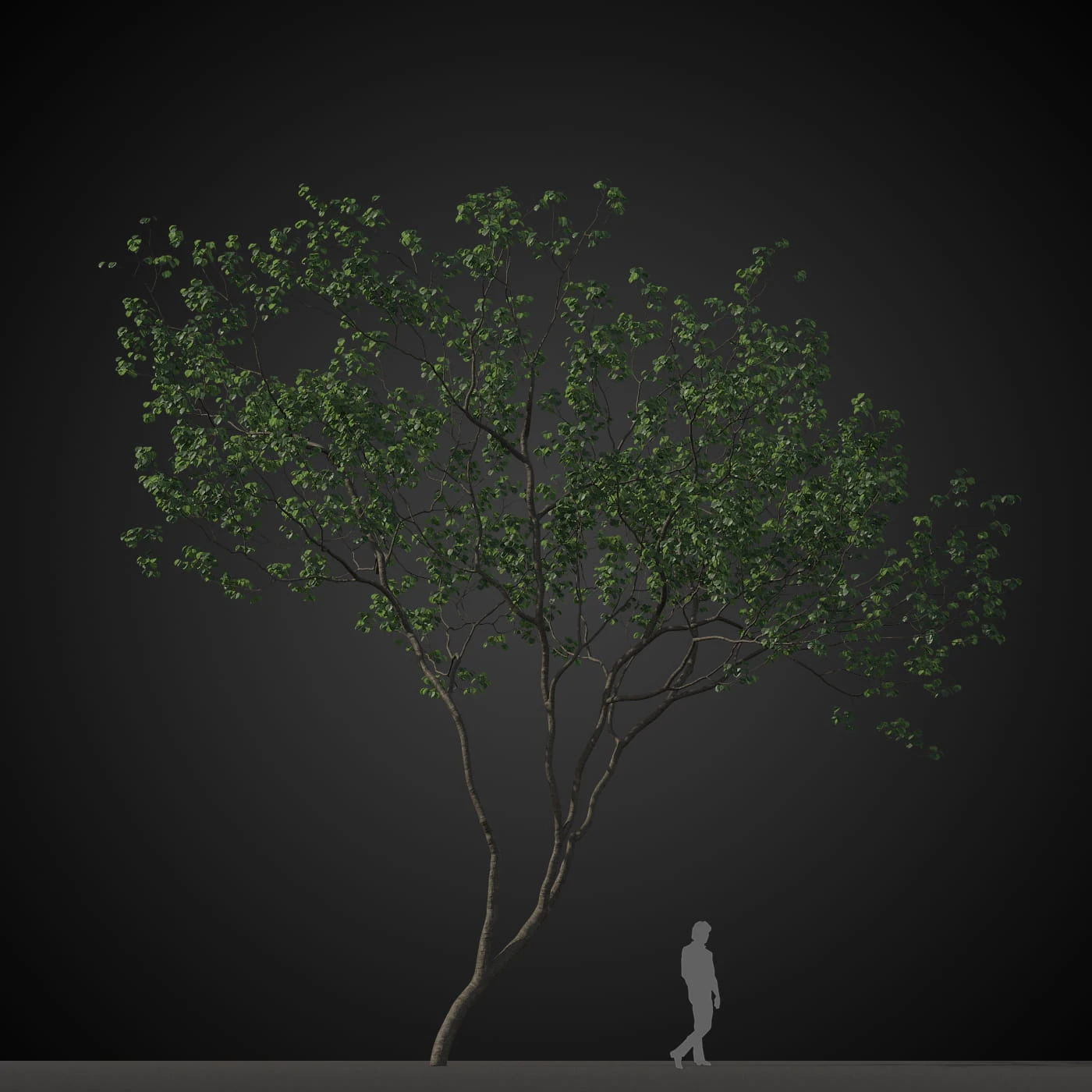 trees 009 — Download