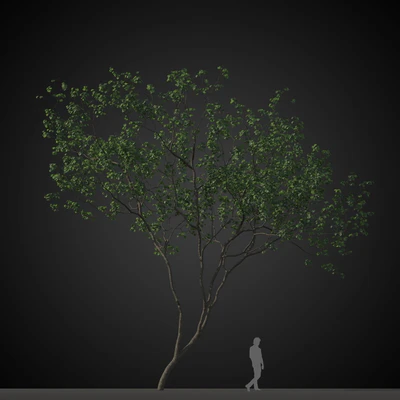 trees 009 — Download