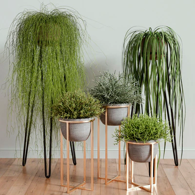 RHIPSALIS Set 02 — Вид 1