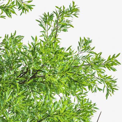 Eucalyptus tree forest 4 tree vray — Вид 4