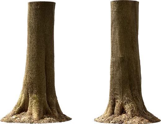 maple tree trunk 008 — Descargar