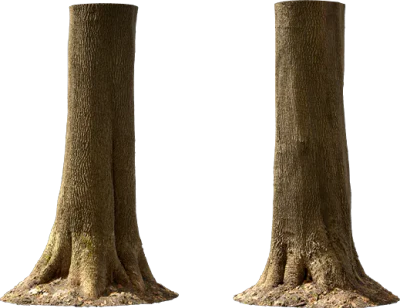 maple tree trunk 008 — Descargar