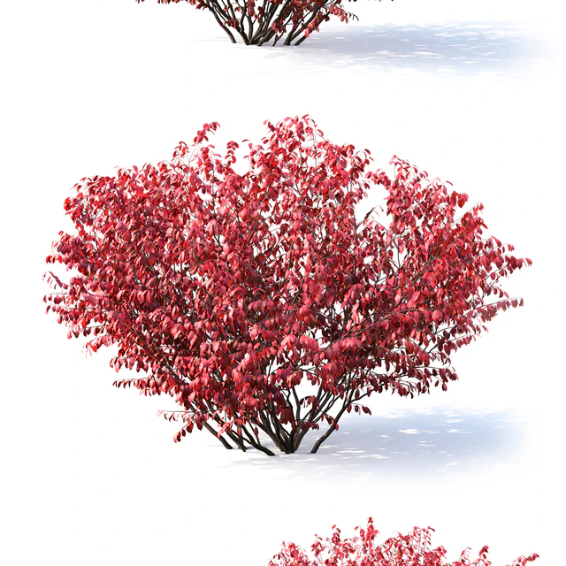 Euonymus — Descargar