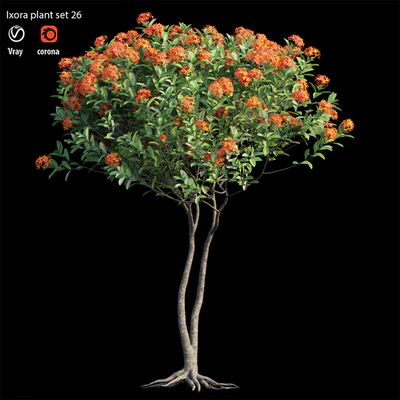 Ixora plant set 26 — Ver 3