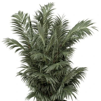 Indoor Plants  in rusty Concrete Pot - Set 352 — Вид 6
