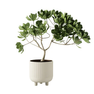 terracotta bowl x large with plant by kristina dam studio — скачать