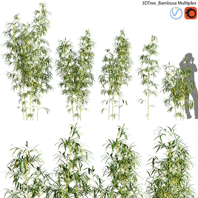 Bambusa Multiplex - Hedge Bamboo 01 — Descargar