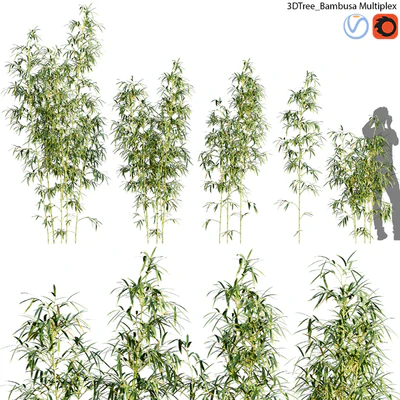 Bambusa Multiplex - Hedge Bamboo 01 — Descargar