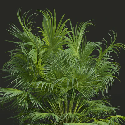 Acoelorrhaphe Wrightii and Borassus Flabellifer and Areca Catechu Decorative Garden Fruit — Ver 3