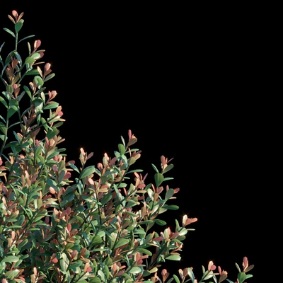 Ilex Crenata — Ver 2