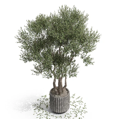 Plants collection 723 — Вид 2