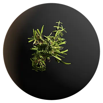 buffalo grass 003 — Скачать