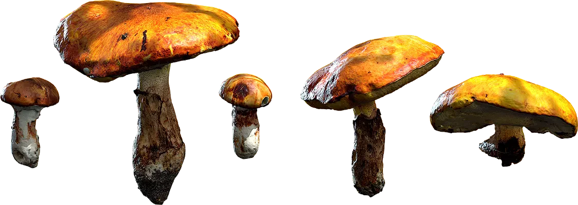 bolete mushrooms 001 — Download
