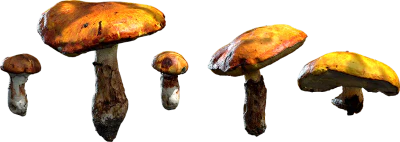 bolete mushrooms 001 — Download